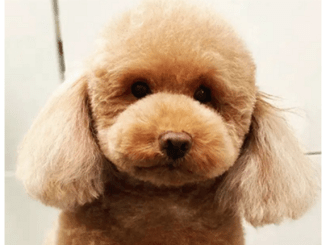 ¿Busca una tienda de animales en Barcelona comprometida con el cuidado animal?