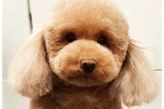 ¿Busca una tienda de animales en Barcelona comprometida con el cuidado animal?